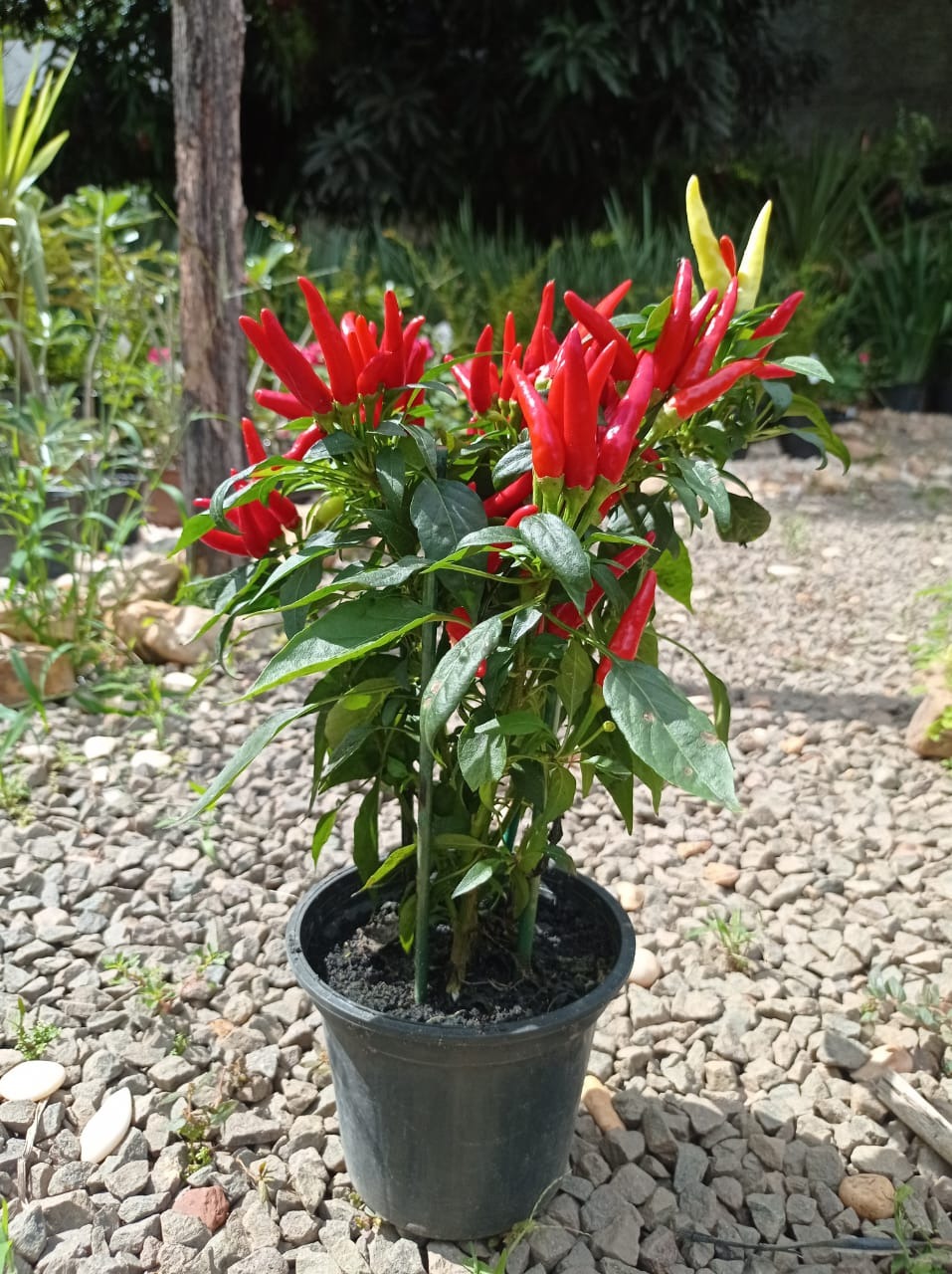 Plantas Ornamentais