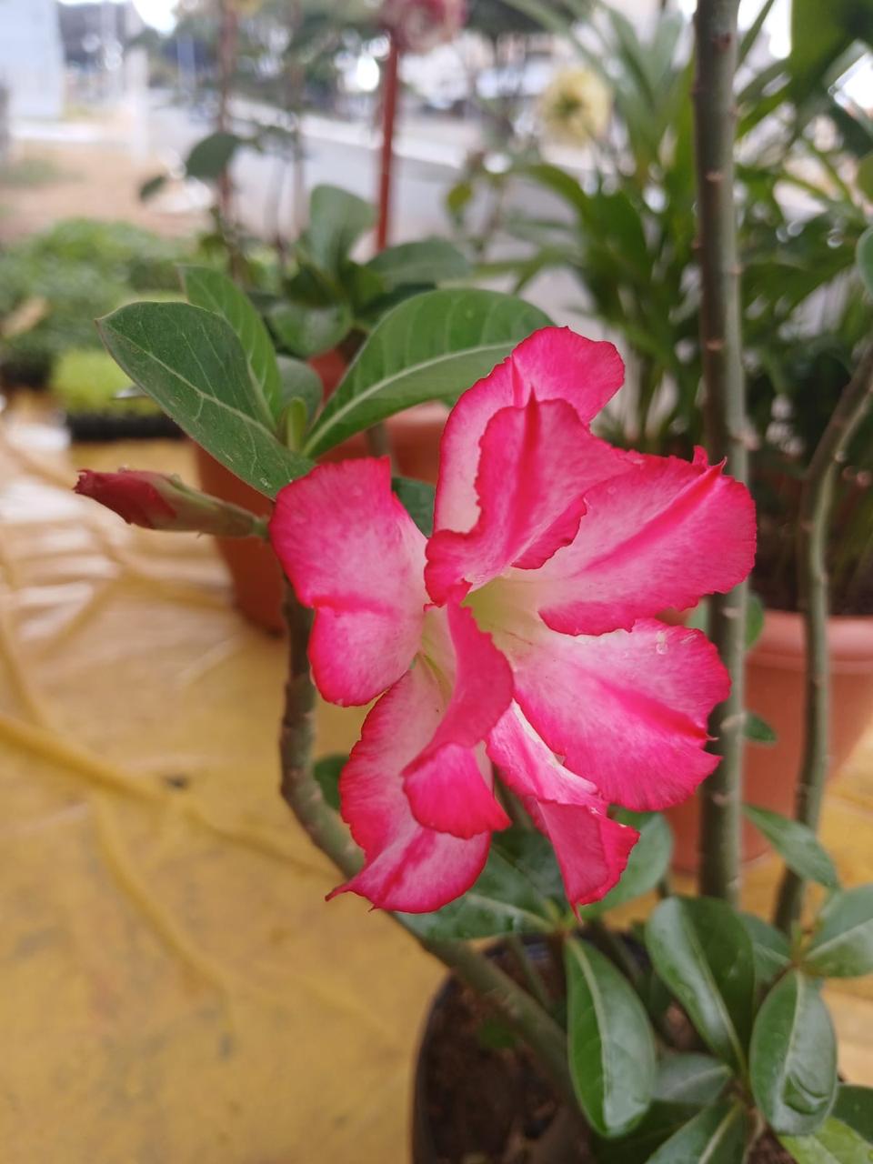 Flores e Orquídeas
